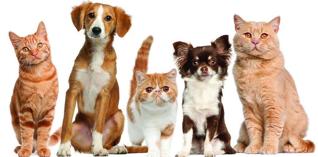 Доска объявлений о животных | ЗооТом - продажа, вязка и услуги для животных в Инсаре