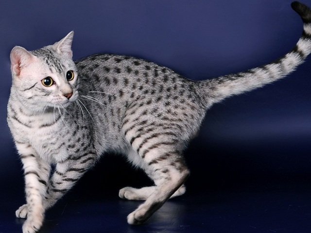 Породы кошек в Инсаре | ЗооТом портал о животных