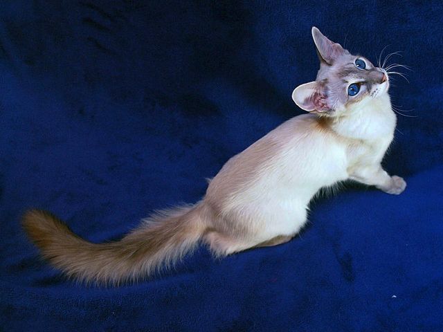 Выведенные породы кошек в Инсаре | ЗооТом портал о животных