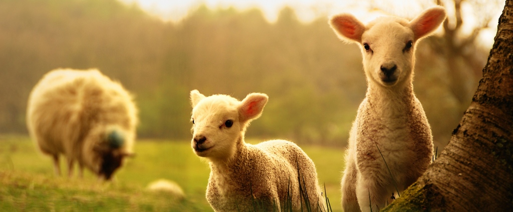 Объявления о сельскохозяйственных животных | ЗооТом - продажа, вязка и услуги для животных в Инсаре