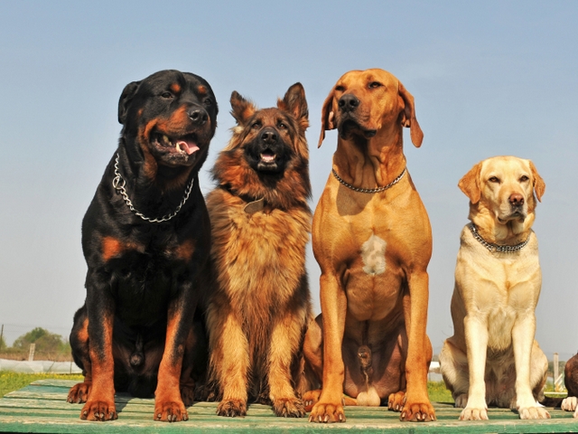Крупные породы собак в Инсаре | ЗооТом портал о животных